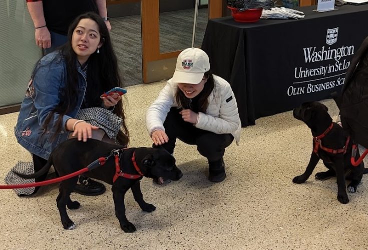 Students stop outside a Bauer Hall classroom to visit with Brookie and Bear, WashU’s newly unleashed (not literally) comfort dogs.